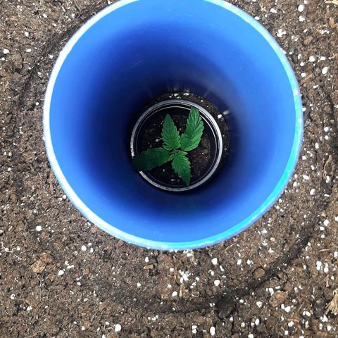 Think Tank growlog photo: So ist es mir möglich ein Spageln zu provozieren, ich möchte nicht das die Triebe bereits so weit unten so nahe aneinander Wachsen, ich bin mir sicher Sie wird noch ein richtiges Monster 😉😊