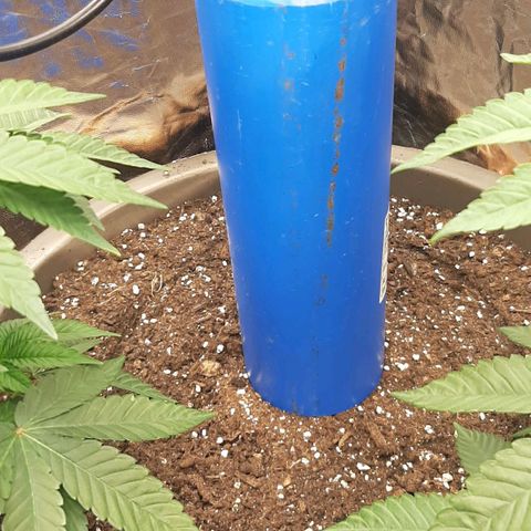 Think Tank growlog photo: So ist es mir möglich ein Spageln zu provozieren, ich möchte nicht das die Triebe bereits so weit unten so nahe aneinander Wachsen, ich bin mir sicher Sie wird noch ein richtiges Monster 😉😊