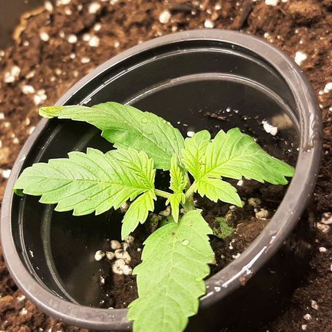 Think Tank growlog timeline photo