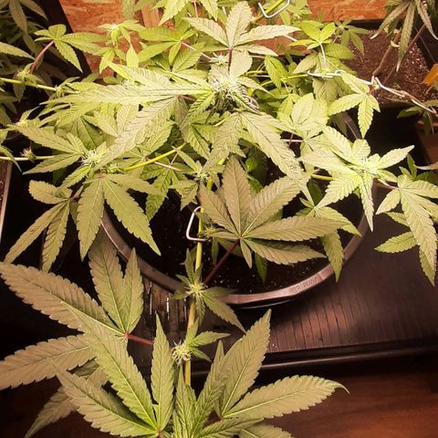 Mehrere Oreoz Pflanzen und Zyklen  growlog timeline photo