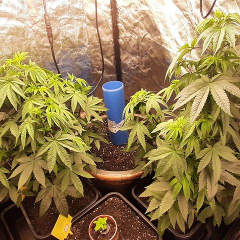 Mehrere Oreoz Pflanzen und Zyklen  growlog timeline photo