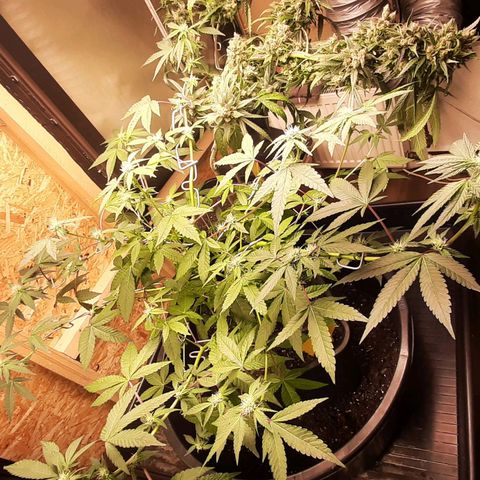 Mehrere Oreoz Pflanzen und Zyklen  growlog timeline photo