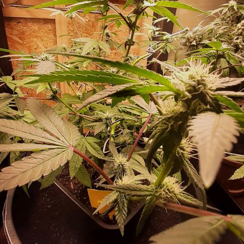 Mehrere Oreoz Pflanzen und Zyklen  growlog timeline photo