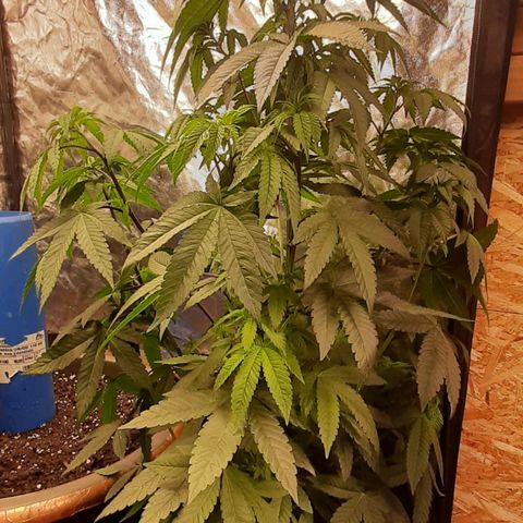 Mehrere Oreoz Pflanzen und Zyklen  growlog timeline photo