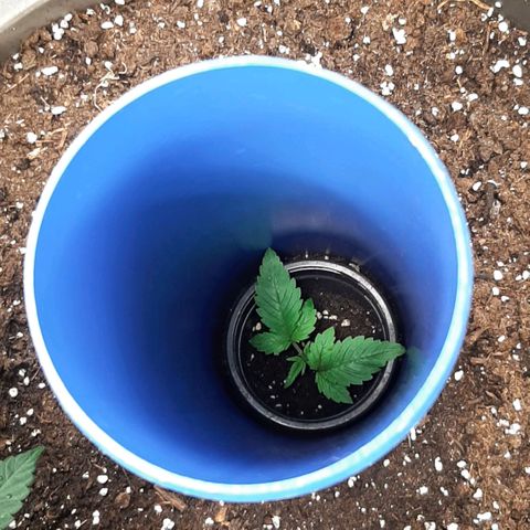 Think Tank growlog timeline photo