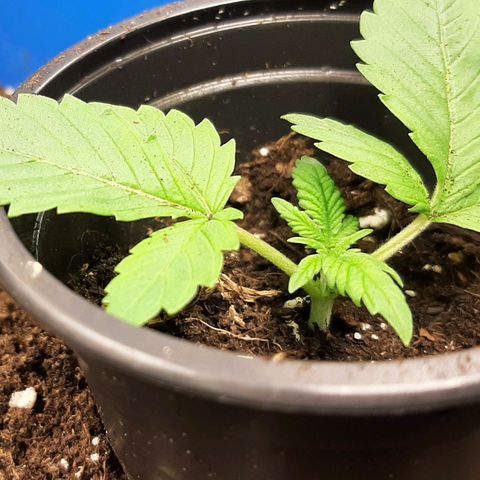 Think Tank growlog timeline photo