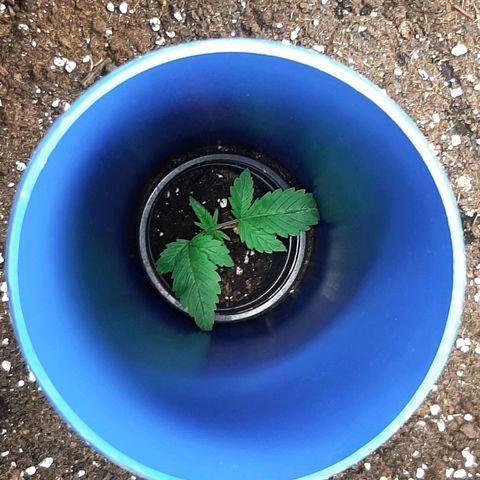 Think Tank growlog timeline photo