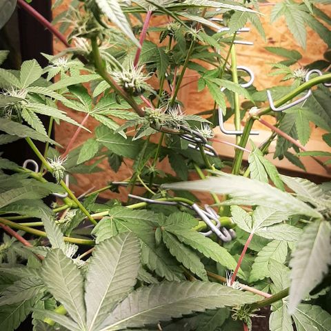 Mehrere Oreoz Pflanzen und Zyklen  growlog timeline photo