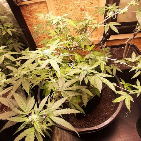 Mehrere Oreoz Pflanzen und Zyklen  growlog timeline photo