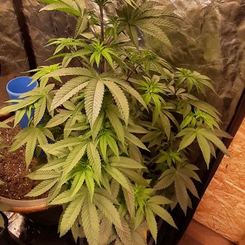 Mehrere Oreoz Pflanzen und Zyklen  growlog timeline photo