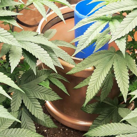 Think Tank growlog photo: Ich habe einen zweiten übertopf quasi aufgesetzt in welchem die Erde jetzt ständig mit dem Wachsen der Pflanze aufgehäuft wird so das etwa 1/3 der Pflanze am Ende mit unter der Erde ist. 