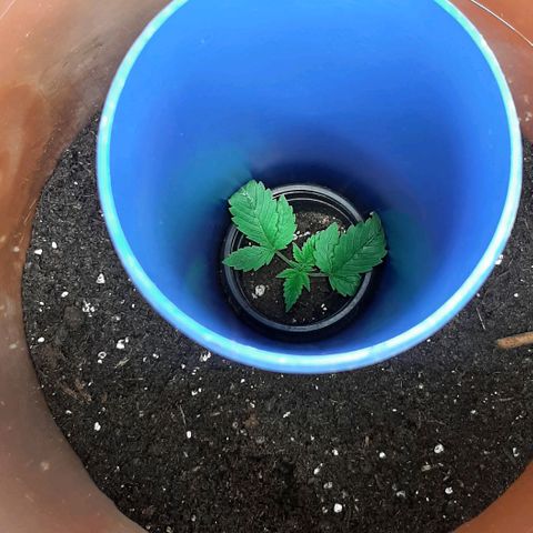 Think Tank growlog photo: Ich habe einen zweiten übertopf quasi aufgesetzt in welchem die Erde jetzt ständig mit dem Wachsen der Pflanze aufgehäuft wird so das etwa 1/3 der Pflanze am Ende mit unter der Erde ist. 