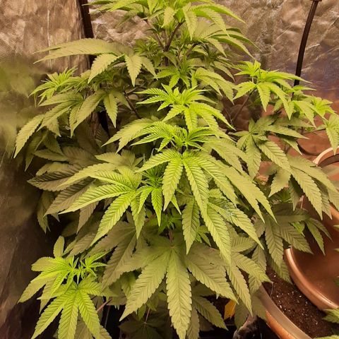 Mehrere Oreoz Pflanzen und Zyklen  growlog timeline photo