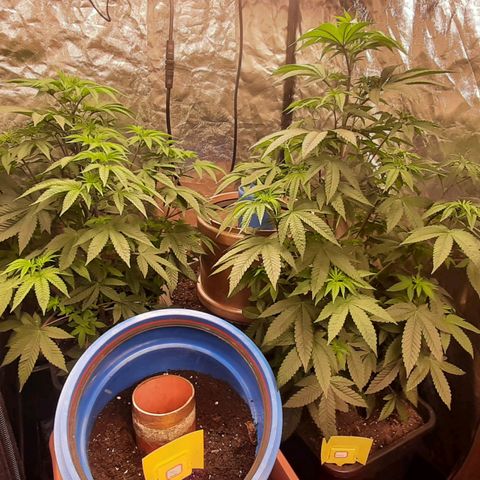 Mehrere Oreoz Pflanzen und Zyklen  growlog timeline photo