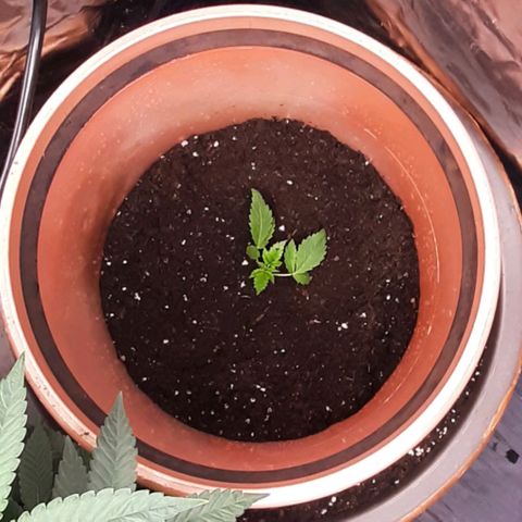 Think Tank growlog timeline photo