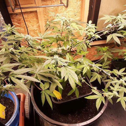 Mehrere Oreoz Pflanzen und Zyklen  growlog timeline photo