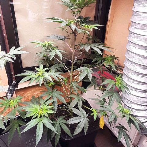 Mehrere Oreoz Pflanzen und Zyklen  growlog photo: Etwa 12 Std nach dem Spreizen. 