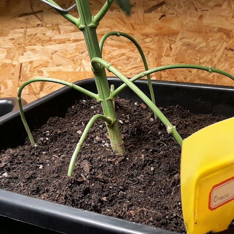 Mehrere Oreoz Pflanzen und Zyklen  growlog timeline photo