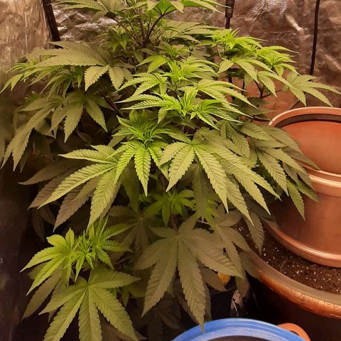 Mehrere Oreoz Pflanzen und Zyklen  growlog timeline photo