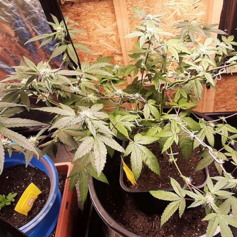 Mehrere Oreoz Pflanzen und Zyklen  growlog timeline photo