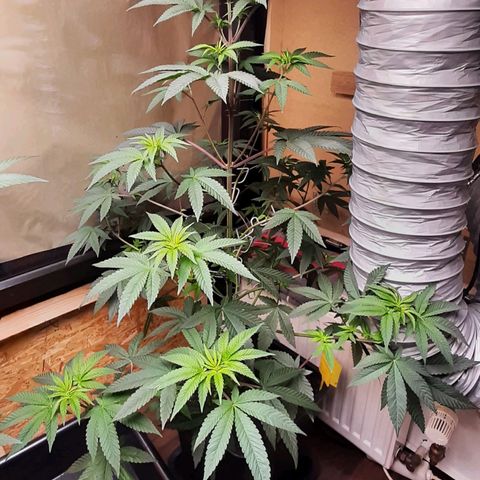 Mehrere Oreoz Pflanzen und Zyklen  growlog timeline photo