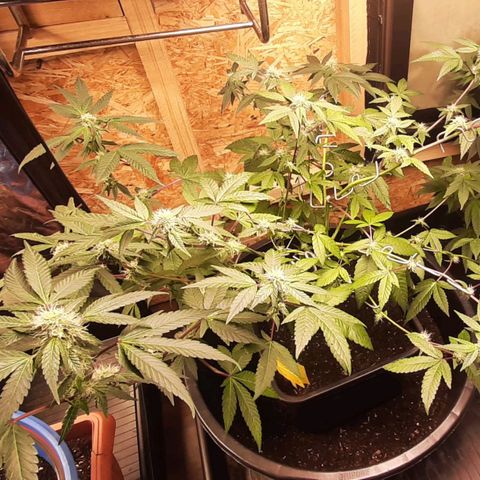 Mehrere Oreoz Pflanzen und Zyklen  growlog timeline photo