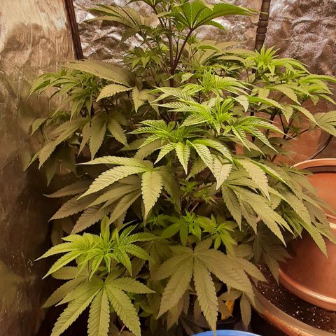 Mehrere Oreoz Pflanzen und Zyklen  growlog timeline photo