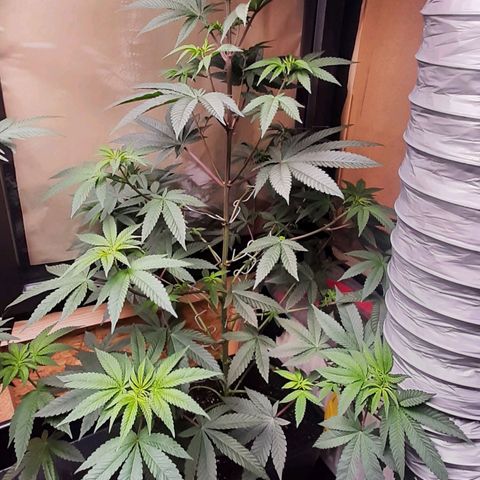 Mehrere Oreoz Pflanzen und Zyklen  growlog photo: Vor dem biegen.