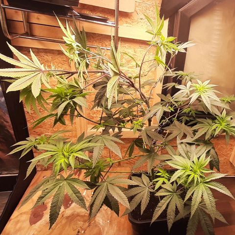 Mehrere Oreoz Pflanzen und Zyklen  growlog photo: Nach dem biegen. 