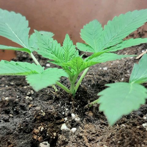 Think Tank growlog timeline photo