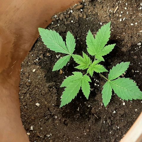 Think Tank growlog timeline photo