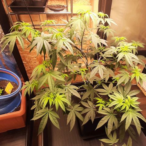 Mehrere Oreoz Pflanzen und Zyklen  growlog timeline photo