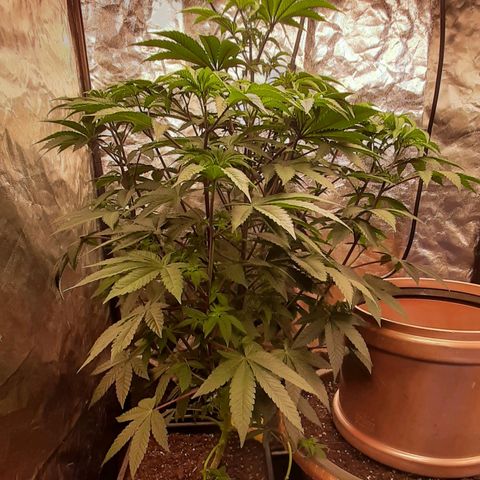 Mehrere Oreoz Pflanzen und Zyklen  growlog timeline photo