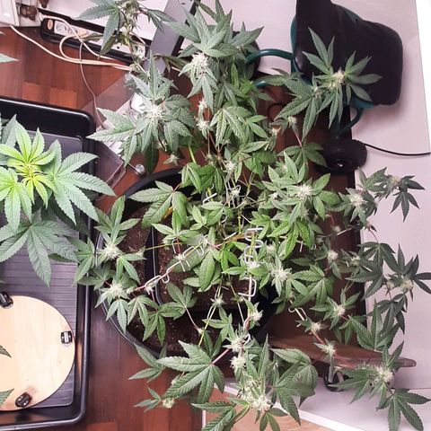 Mehrere Oreoz Pflanzen und Zyklen  growlog timeline photo