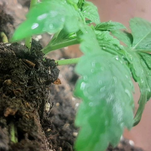 Think Tank growlog photo: Der Haufen wurde wieder etwas aufgehäuft und die ersten Blattpaare habe ich mit unter die Erde gepackt.