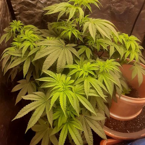 Mehrere Oreoz Pflanzen und Zyklen  growlog timeline photo