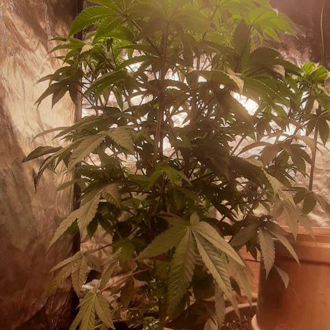 Mehrere Oreoz Pflanzen und Zyklen  growlog timeline photo