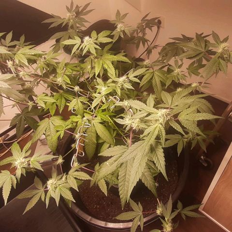 Mehrere Oreoz Pflanzen und Zyklen  growlog timeline photo