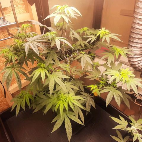 Mehrere Oreoz Pflanzen und Zyklen  growlog timeline photo