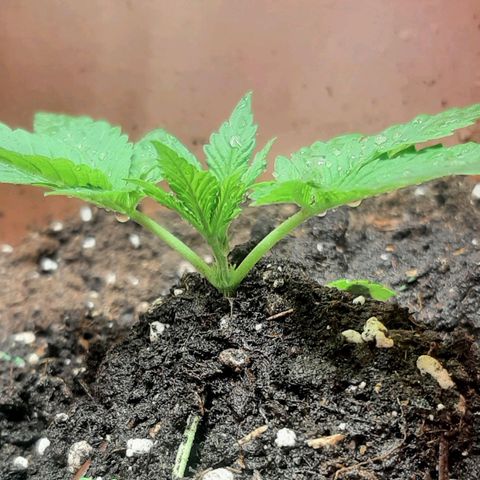 Think Tank growlog photo: Und weiter aufgehäuft 