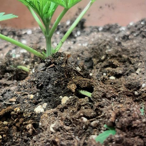 Think Tank growlog photo: Und weiter aufgehäuft 