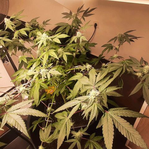 Mehrere Oreoz Pflanzen und Zyklen  growlog timeline photo