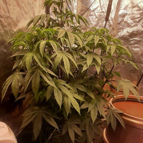 Mehrere Oreoz Pflanzen und Zyklen  growlog timeline photo