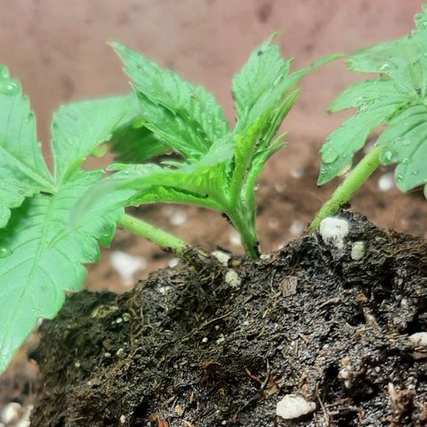 Think Tank growlog photo: Und wieder aufgehäuft