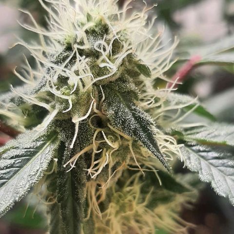 Mehrere Oreoz Pflanzen und Zyklen  growlog timeline photo