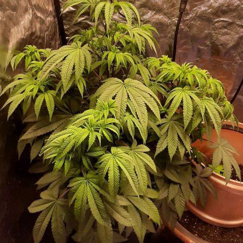 Mehrere Oreoz Pflanzen und Zyklen  growlog timeline photo