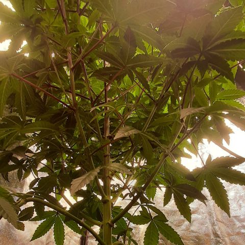 Mehrere Oreoz Pflanzen und Zyklen  growlog timeline photo