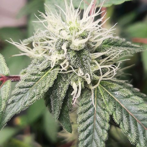 Mehrere Oreoz Pflanzen und Zyklen  growlog timeline photo