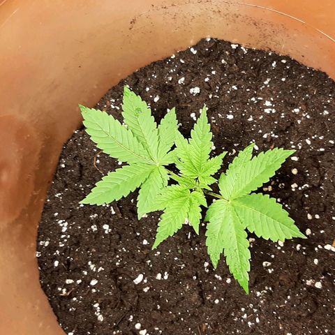 Think Tank growlog photo: Und wieder Erde Aufgefüllt