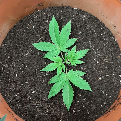 Think Tank growlog photo: Und wieder Erde Aufgefüllt